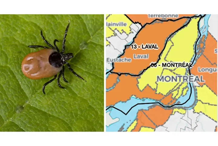 و بیماری لایم در کبک در کمین است